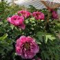 5 PCS Seeds Rare 'Zi Ban' Pink Peony Tree with Black Spot Flower