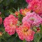 5 PCS Seeds Rare 'Zi Ban' Pink Peony Tree with Black Spot Flower