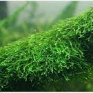 500 PCS Seeds Rare Aquarium Planten Java Moss Grass Plants Raros Gifts Plants