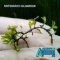 500 PCS Seeds Rare Aquarium Planten Java Moss Grass Plants Raros Gifts Plants