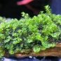 500 PCS Seeds Rare Aquarium Planten Java Moss Grass Plants Raros Gifts Plants