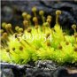500 PCS Seeds Rare Aquarium Planten Java Moss Grass Plants Raros Gifts Plants
