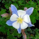 50 PCS Seeds Rare Aquilegia Blue Columbine Perennial Flower 50 PCS Seeds Rare Aquilegia Blue Columbine Perennial Flower