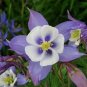 50 PCS Seeds Rare Aquilegia Blue Columbine Perennial Flower