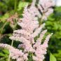 100 PCS Seeds Rare Astilbe 'Peach Blossom' Astilbe Japonica