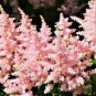 100 PCS Seeds Rare Astilbe 'Peach Blossom' Astilbe Japonica