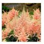100 PCS Seeds Rare Astilbe 'Peach Blossom' Astilbe Japonica