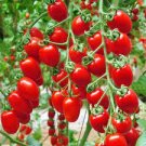 5 PCS Seeds Rare Auhui Bright Red Cherry Tomato Organic