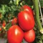 5 PCS Seeds Rare Auhui Bright Red Cherry Tomato Organic