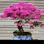 50 PCS Seeds Rare Azalea Hardy Pink Rhododendron
