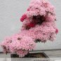 50 PCS Seeds Rare Azalea Hardy Pink Rhododendron