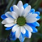 50 PCS Seeds Rare Ballad of Dueana Chrysanthemum Flowers White Yellow 50 PCS Seeds Rare Ballad of Dueana Chrysanthemum Flowers White Yellow