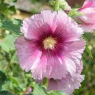 20 PCS Seeds Rare Beautiful Althaea Rosea Pink Hollyhock Compact Flowers 20 PCS Seeds Rare Beautiful Althaea Rosea Pink Hollyhock Compact Flowers