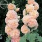 20 PCS Seeds Rare Beautiful Althaea Rosea Pink Hollyhock Compact Flowers