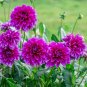 50 PCS Seeds Rare Beautiful Alveolate Purple Dahlia Flower