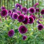 50 PCS Seeds Rare Beautiful Alveolate Purple Dahlia Flower