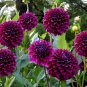50 PCS Seeds Rare Beautiful Alveolate Purple Dahlia Flower
