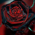 50 PCS Seeds Rare Beautiful Black Red Rose Shrub Flowers 50 PCS Seeds Rare Beautiful Black Red Rose Shrub Flowers