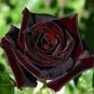 50 PCS Seeds Rare Beautiful Black Red Rose Shrub Flowers