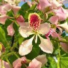 100 PCS Seeds Rare Beautiful Butterfly Orchid Flowers 100 PCS Seeds Rare Beautiful Butterfly Orchid Flowers