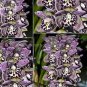 100 PCS Seeds Rare Beautiful Butterfly Orchid Flowers