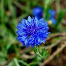 50 PCS Seeds Rare Beautiful Colorful Cornflower Flowers