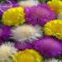 50 PCS Seeds Rare Beautiful Colorful Cornflower Flowers