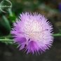 50 PCS Seeds Rare Beautiful Colorful Cornflower Flowers