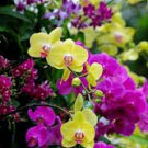 30 PCS Seeds Rare Beautiful Colorful Monkey Face Flowers
