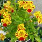 30 PCS Seeds Rare Beautiful Colorful Monkey Face Flowers