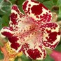 30 PCS Seeds Rare Beautiful Colorful Monkey Face Flowers