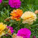 200 PCS Seeds Rare Beautiful Colorful Portulaca Grandiflora Flowers