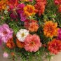 200 PCS Seeds Rare Beautiful Colorful Portulaca Grandiflora Flowers