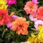 200 PCS Seeds Rare Beautiful Colorful Portulaca Grandiflora Flowers