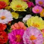 200 PCS Seeds Rare Beautiful Colorful Portulaca Grandiflora Flowers