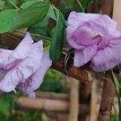 60 PCS Seeds Rare Beautiful Drunk Butterfly Flower