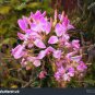 60 PCS Seeds Rare Beautiful Drunk Butterfly Flower