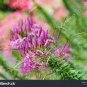 60 PCS Seeds Rare Beautiful Drunk Butterfly Flower