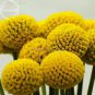10 PCS Seeds Rare Beautiful Golden Yellow Craspedia Flowers