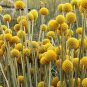 10 PCS Seeds Rare Beautiful Golden Yellow Craspedia Flowers