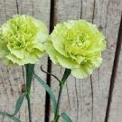 50 PCS Seeds Rare Beautiful Green Carnation Flowers
