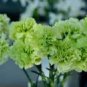 50 PCS Seeds Rare Beautiful Green Carnation Flowers