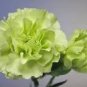 50 PCS Seeds Rare Beautiful Green Carnation Flowers