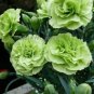 50 PCS Seeds Rare Beautiful Green Carnation Flowers