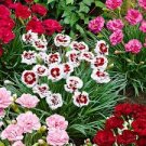 50 PCS Seeds Rare Beautiful 'long hair' Mixed Dianthus Annual Flowers mixed red pink white 50 PCS Seeds Rare Beautiful 'long hair' Mixed Dianthus Annual Flowers mixed red pink white