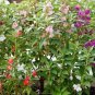 50 PCS Seeds Rare Beautiful 'long hair' Mixed Dianthus Annual Flowers mixed red pink white