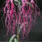 50 PCS Seeds Rare Beautiful 'long hair' Mixed Dianthus Annual Flowers mixed red pink white