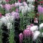 50 PCS Seeds Rare Beautiful 'long hair' Mixed Dianthus Annual Flowers mixed red pink white