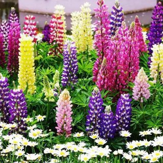 20 PCS Seeds Rare Beautiful Mixed Colorful Dull Ice Lupine Flowers