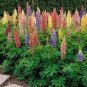 20 PCS Seeds Rare Beautiful Mixed Colorful Dull Ice Lupine Flowers